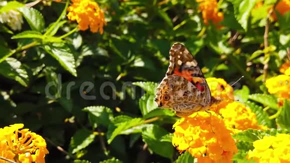 彩蝶花在花兰花上14慢动作视频的预览图