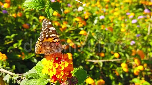 彩蝶花在花兰花上10慢动作视频的预览图