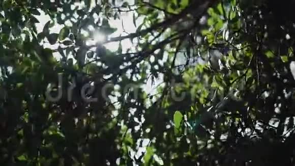 阳光在绿树的叶子上嬉戏视频的预览图