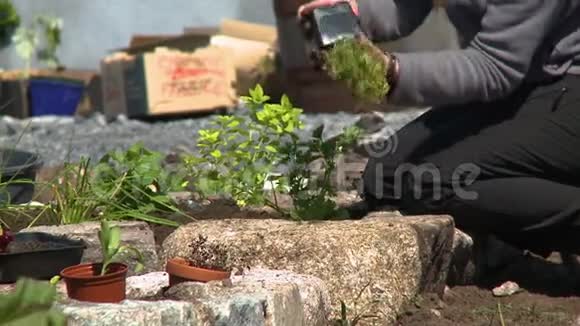 将植物放置在花园土壤中视频的预览图