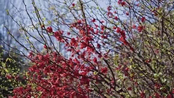洒满小红花的树枝随风摇曳视频的预览图