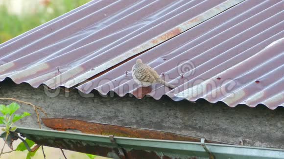 早上斑马鸽坐在生锈的屋顶上视频的预览图