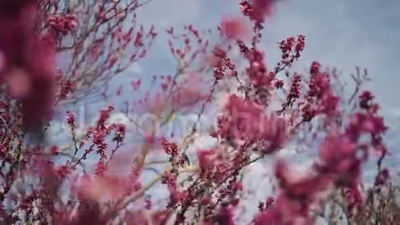 带着粉红色花蕾的树枝随风在蓝天上摇摆视频的预览图