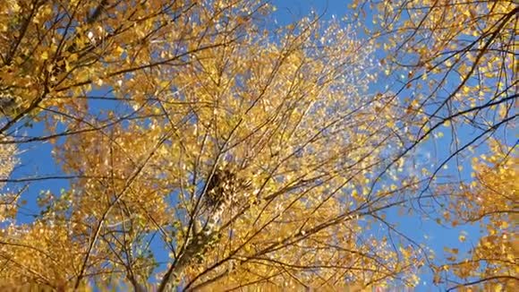 从下面看到的黄色秋树视频的预览图