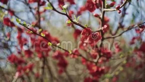 在一个特写镜头中红色的花朵和新的叶子在蓝天上的树枝上视频的预览图