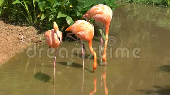 一群粉红色的火烈鸟站着寻找食物和行走视频的预览图