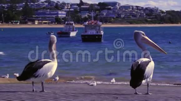 码头上的和海鸥视频的预览图