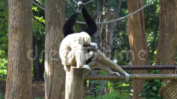 吉本猴子在动物园的树上玩耍纪本是猿类视频的预览图