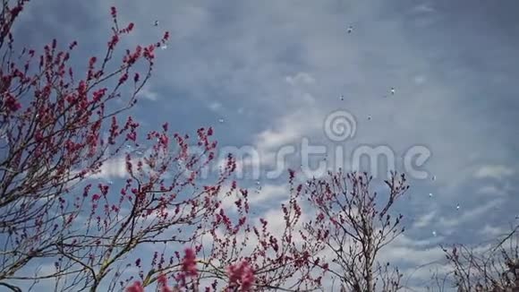 一群白鸟在蓝蓝的天空中飞翔在盛开的深红色的花木上视频的预览图