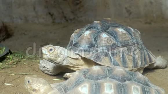 动物园地上的安戈诺卡或普洛共享乌龟特写视频的预览图