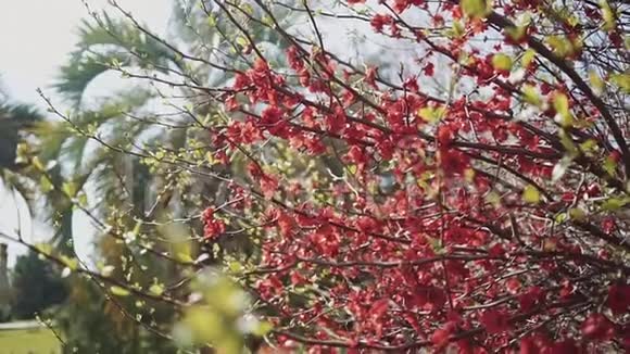 在一个阳光明媚的日子里特写镜头中有一棵枝带着小红花的树枝视频的预览图