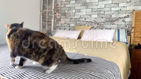 漂亮的深色家猫坐在床上不高兴地看着远方身上有一条条纹格子装饰着节日的装饰和花环视频的预览图