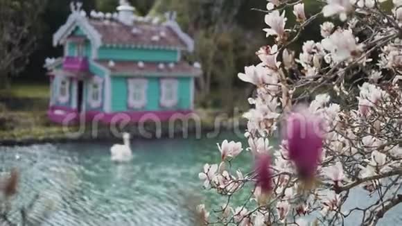 美丽的白天鹅在一个池塘里游泳靠近一个漂浮的多色天鹅屋花园里盛开着木兰花视频的预览图