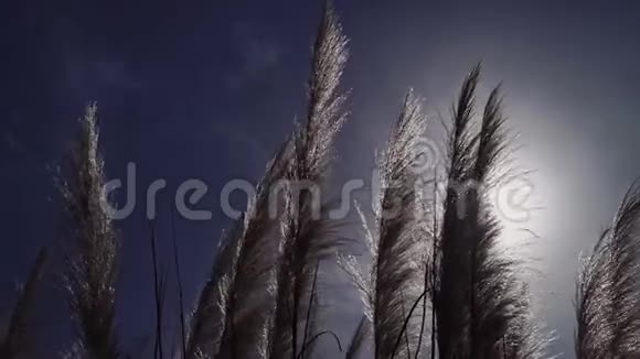 美丽的羽毛草在风中在晴朗的天空中摇曳视频的预览图
