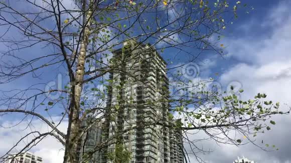 高层建筑和吹树叶运动视频的预览图