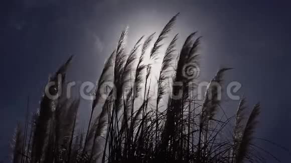 剪影蓬松的羽毛草在阳光的照射下在蓝天上随风而逝视频的预览图