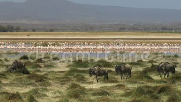 在安博塞利国家公园的沼泽中拍摄的野生羚羊和火烈鸟视频的预览图