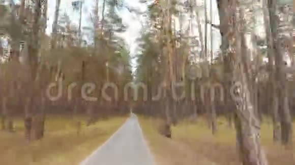 主观镜头穿过一片松林很美的地方时间流逝视频的预览图
