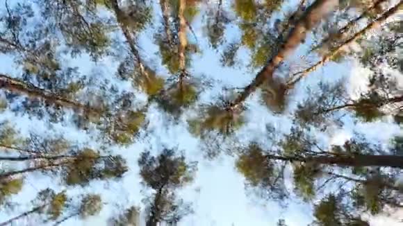 森林里高大的松树摄像机绕着树转明亮的阳光透过树木照耀视频的预览图