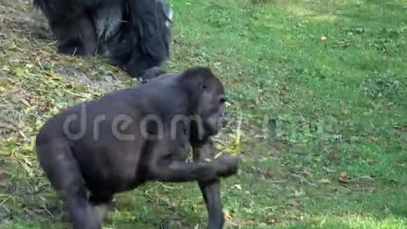一只怀孕的雌性大猩猩坐在草地上吃树叶视频的预览图