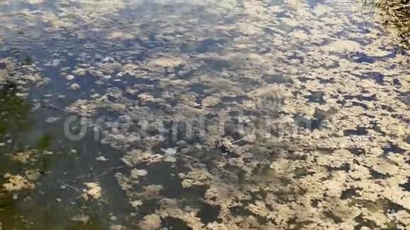 肮脏的苔藓水沼泽和苔藓水视频的预览图