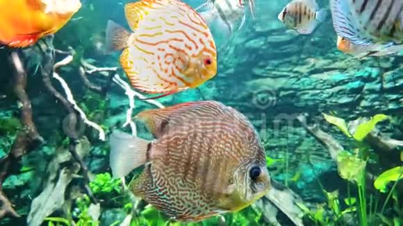 热带五颜六色的鱼鳍在水族馆里慢慢地背景是海藻视频的预览图