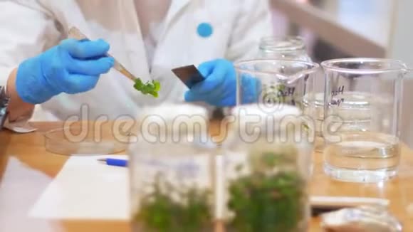 生物技术和基因工程一名妇女从事试管中的植物样品工作用试管接触视频的预览图