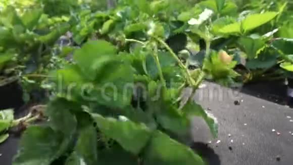 有草莓灌木的菜园视频的预览图