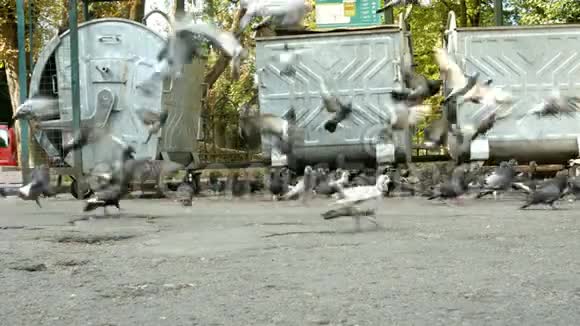 灰野鸽在城市的人行道上靠垃圾桶行走寻找收集和寻找食物视频的预览图
