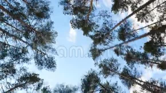 森林中松树的美丽顶端摄像机绕着树转慢动作视频的预览图