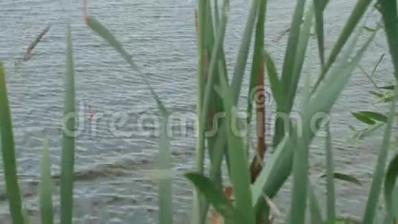 聚焦的红色钓鱼的视野漂浮在模糊的芦苇中视频的预览图