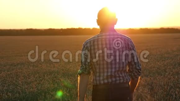 一个穿着格子衬衫的男性农民在日落时在阳光下穿过一片成熟的小麦一个农民视频的预览图