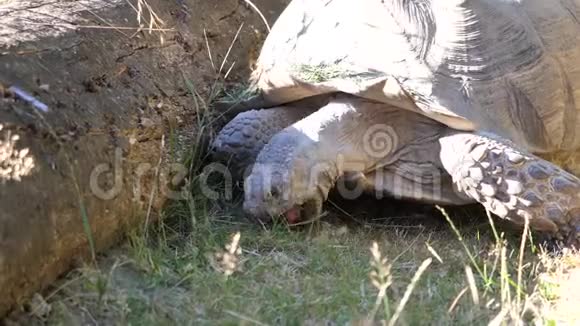非洲刺激乌龟移动和吃草的运动视频的预览图