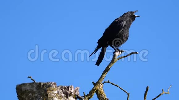 一只黑乌鸦坐在树上喊叫的动作视频的预览图