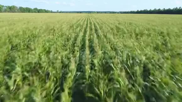 空中无人驾驶飞机的镜头在美丽的农田里飞过金色的玉米地快速前进视频的预览图