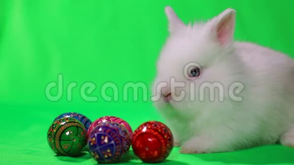 绿色背景上有复活节彩蛋的白兔视频的预览图