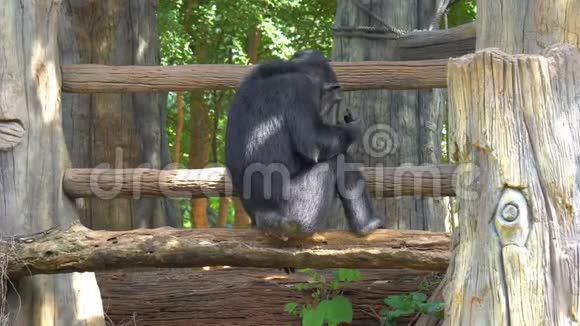 成熟的黑猩猩栖息地享受视频的预览图