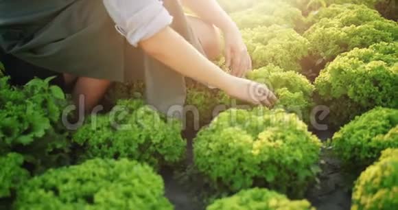 做沙拉植物特写的女人视频的预览图