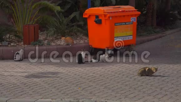 饥饿的街头猫正坐在垃圾桶旁边视频的预览图