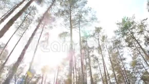 松林中阳光灿烂高大美丽的树木相机在运动视频的预览图