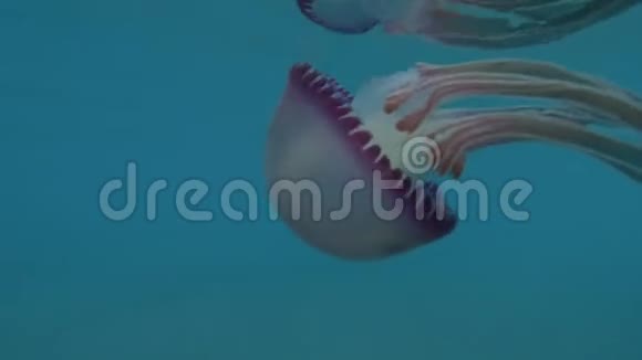 中上层紫色海蜇丝裂瘤在蓝水中游动特写水下射击红海埃及4K50fps视频的预览图
