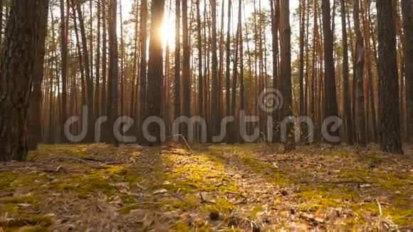 日落时美丽的松林明亮的阳光透过树木照射地上生长着绿苔相机视频的预览图