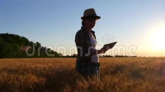 一位身穿格子衬衫手里拿着平板电脑的女农民检查了农作物的质量和准备情况视频的预览图