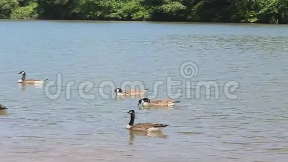 安静的河鸭和独木舟视频的预览图