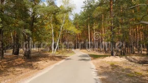 美丽的松林很长的路主观镜头前移慢动作美丽的地方视频的预览图