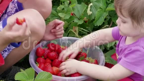 孩子们在桶里玩红色草莓兄弟姐妹视频的预览图