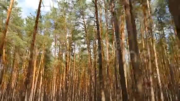 风景如画的松林与道路的美丽景观主观镜头前移老树视频的预览图