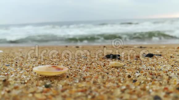 一个单一的贝壳与一个惊人的海滩不集中在背景和晴朗的蓝天视频的预览图