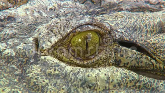 一条咸水鳄鱼眼球的详细镜头视频的预览图
