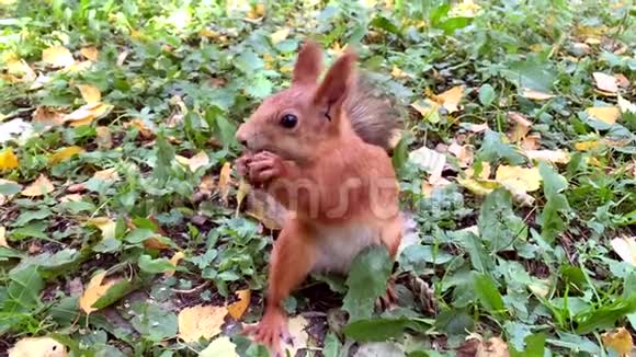 靠近红松鼠吃着一颗榛子站在绿草上上视频的预览图